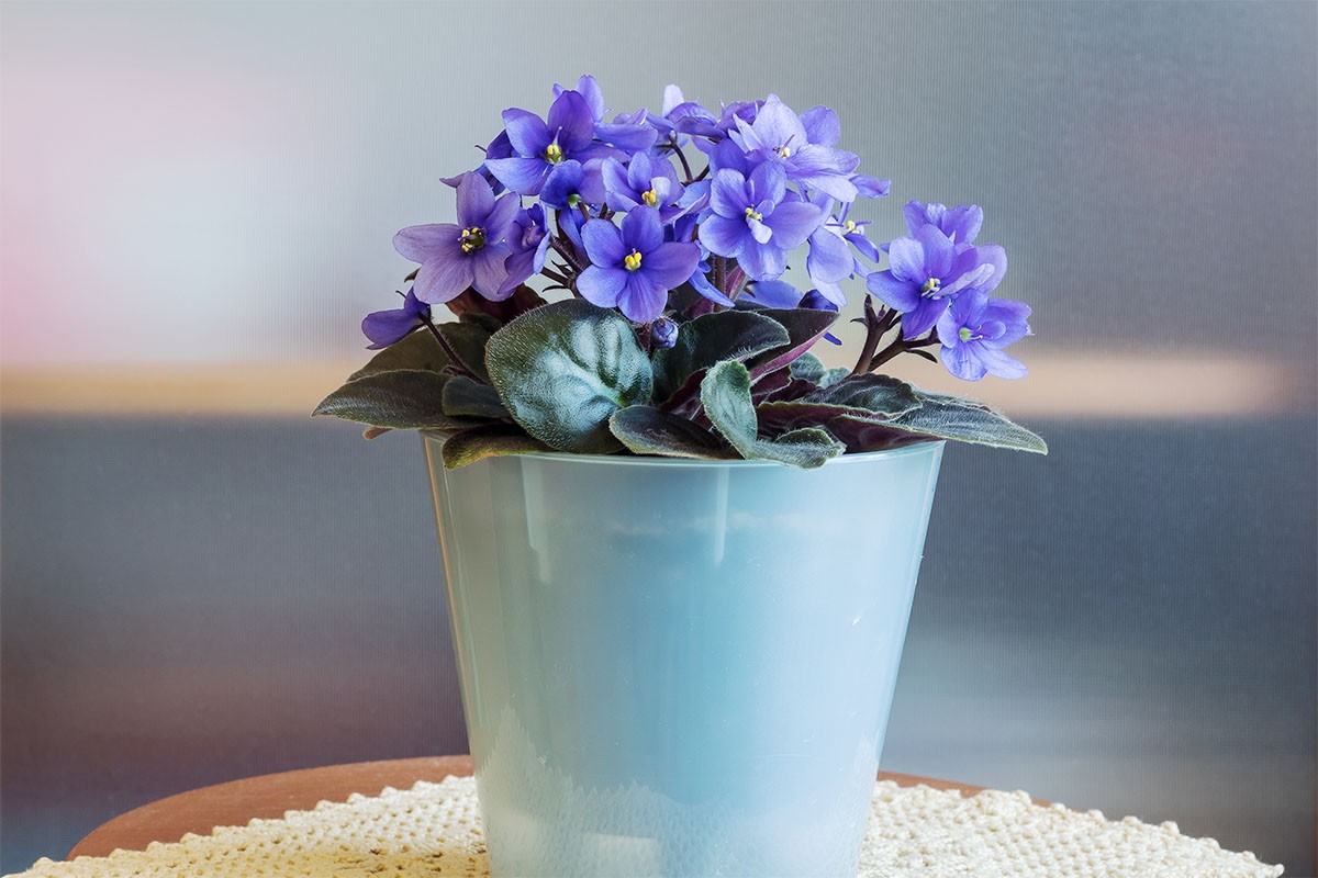 아프리칸 바이올렛 화분 사진. / Ludmila Kapustkina-shutterstock.com