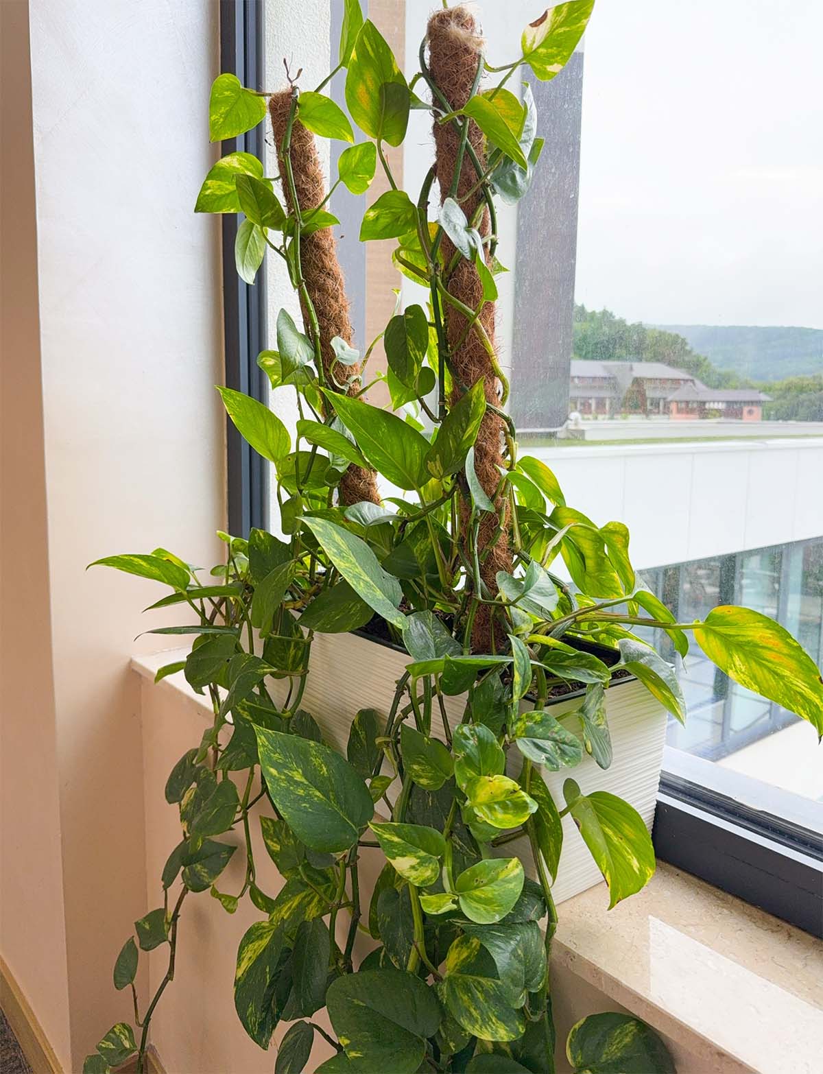 창가에 놓인 스킨답서스 화분. / Best smile studio-shutterstock.com