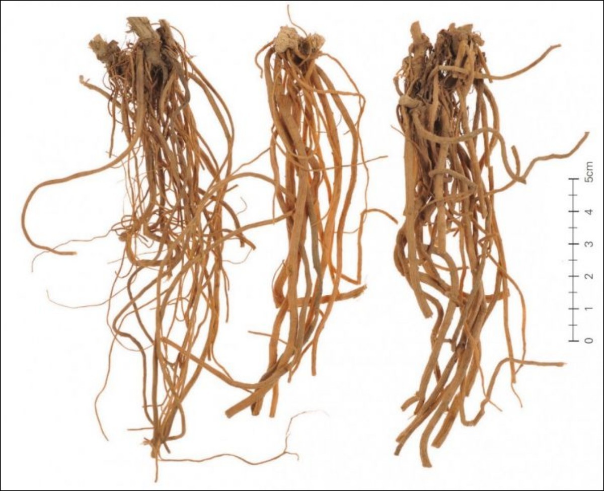 토우슬 약재. / 한약자원연구센터 제공