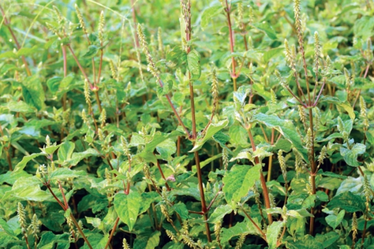 우슬 자료 사진. / 한국학의학연구원 제공