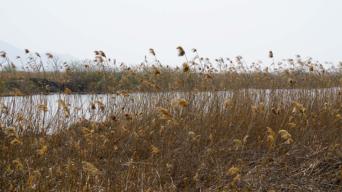 낙동강 하구. / Busan Oppa-shutterstock.com