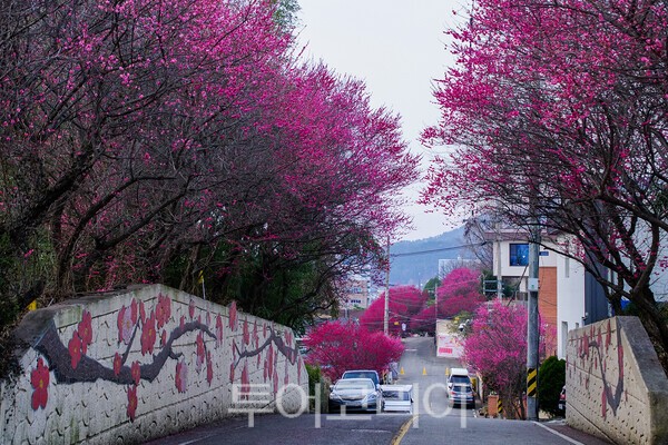 순천 매곡동 탐매마을 홍매화 모습 / 사진_투어코리아 유지훈 기자