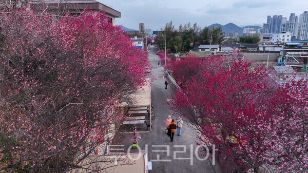 순천 매곡동 탐매마을 홍매화 모습 / 사진_투어코리아 유지훈 기자