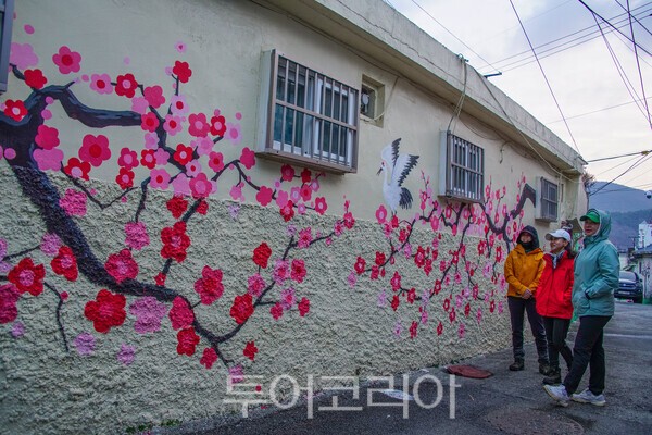 순천 매곡동 홍매화 벽화를 감상하는 모습 / 사진_투어코리아 유지훈 기자