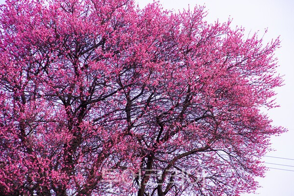 사운즈 옥천 카페앞에 있는 홍매의 모습 / 사진_투어코리아 유지훈 기자