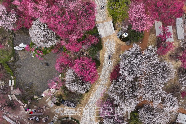 순천복음교회 정원이 아름답게 피어난 매화가 꽃대궐을 이룬 모습 / 사진_투어코리아 유지훈 기자