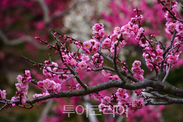 순천복음교회 정원이 아름답게 피어난 매화의 아름다운 모습 / 사진_투어코리아 유지훈 기자