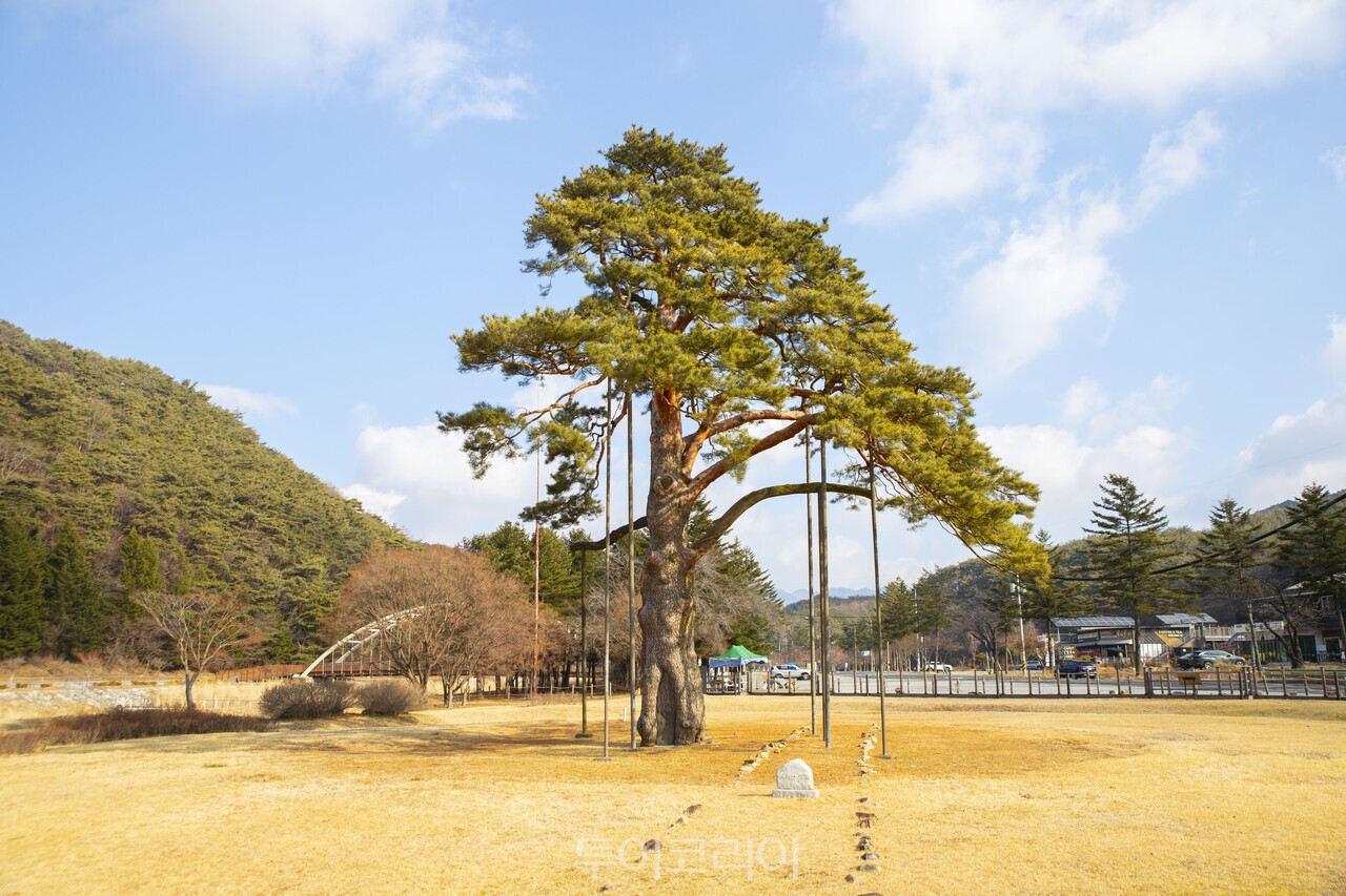 우리나라 천연기념물 제103호 보은 속리 정이품송/사진-투어코리아 김교환 기자