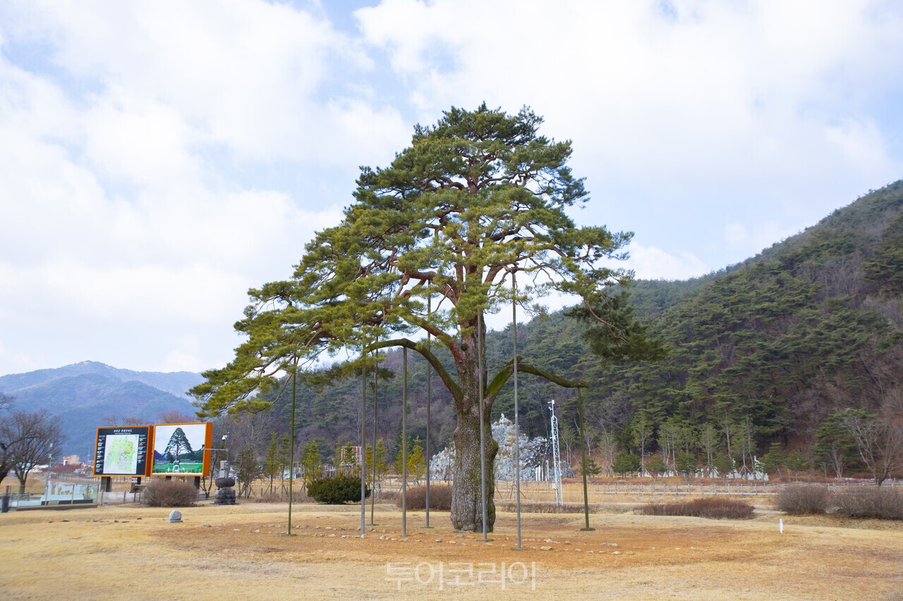 보은 속리 정이품송은 여러 각도에서 감상이 가능하다./사진-투어코리아 김교환 기자