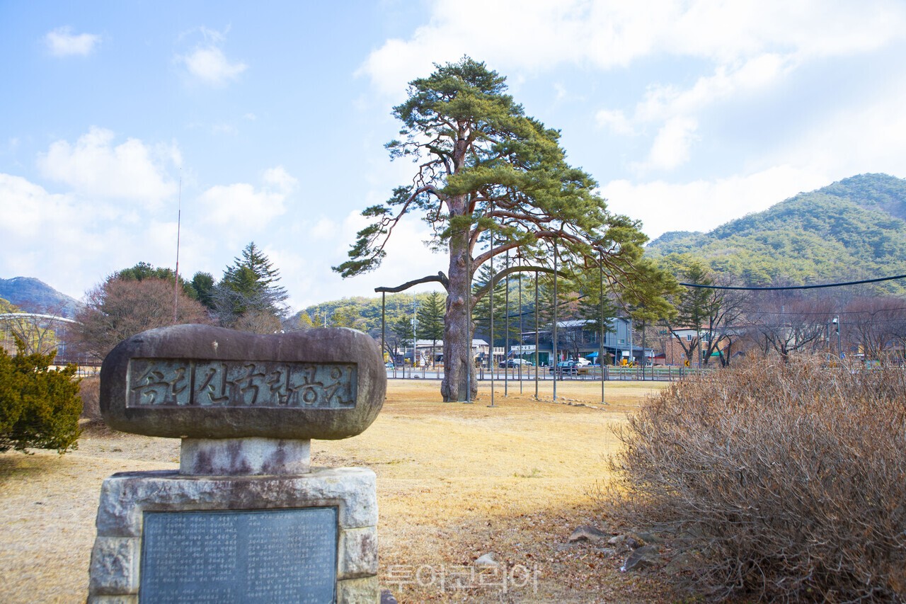 속리산 국립공원 입구에서 반갑게 여행객들을 맞이하는 정이품송/사진-투어코리아 김교환 기자