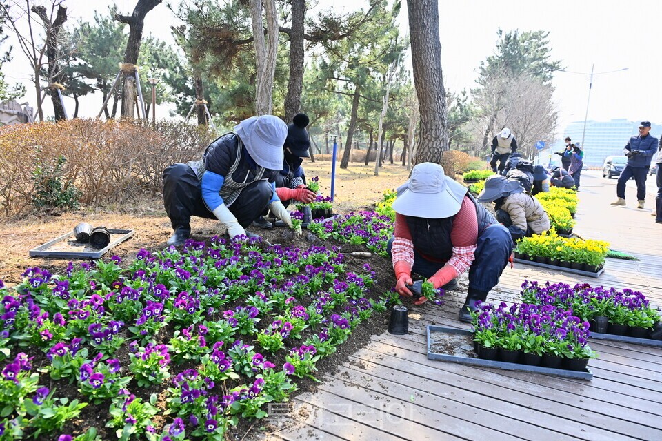 속초해맞이공원 봄꽃 식재 / 사진=속초시