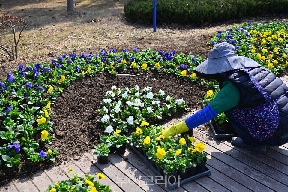 속초해맞이공원 봄꽃 식재 현장/사진=속초시