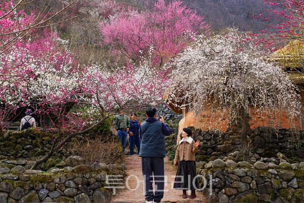 광양 다압면 매화마을의 모습 / 사진_투어코리아 유지훈 기자