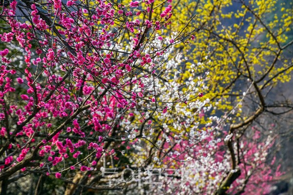 형형색색의 매화마을의 현재 모습 / 사진_투어코리아 유지훈 기자