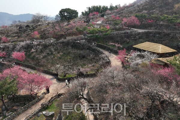 광양 다압면 매화마을의 현재 모습 / 사진_투어코리아 유지훈 기자