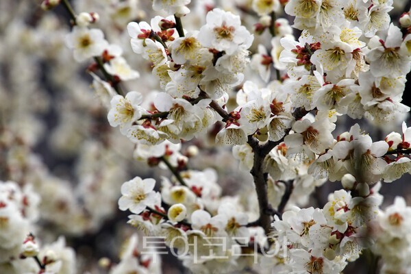 매화마을에 피어난 아름다운 매화의 모습 / 사진_투어코리아 유지훈 기자