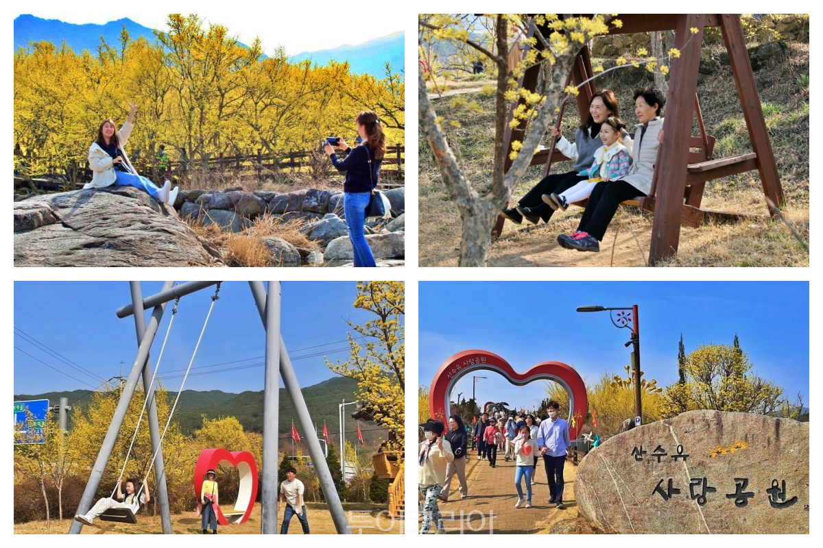 구례산수유꽃축제 /사진- 투어코리아