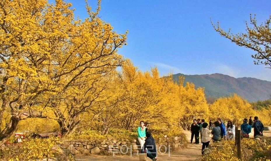 구례산수유꽃축제 /사진- 투어코리아