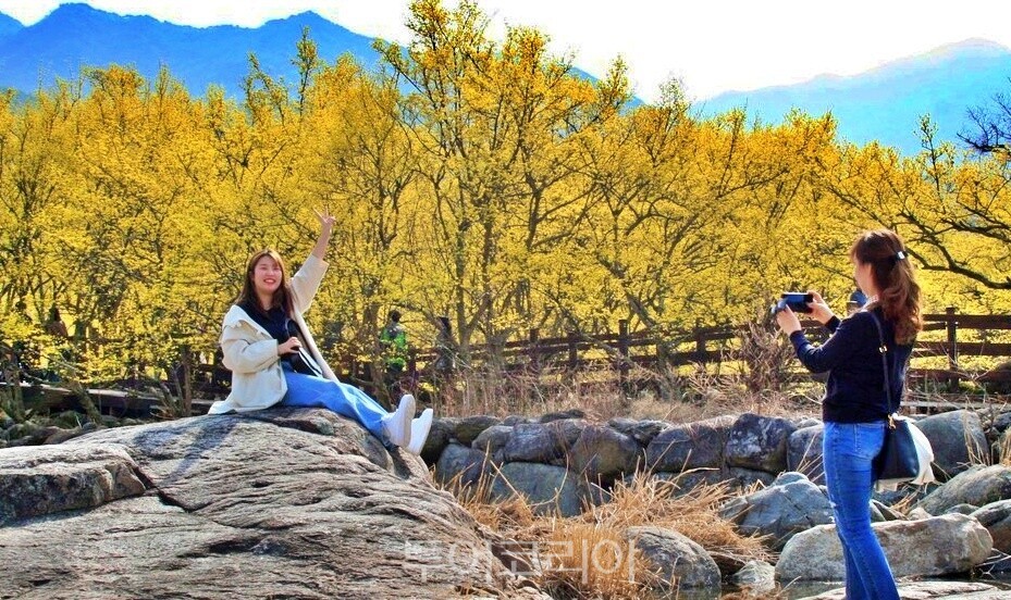 구례산수유꽃축제 /사진- 투어코리아
