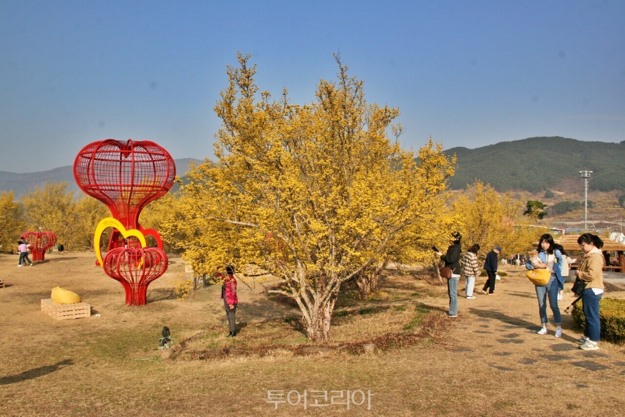 구례산수유꽃축제 /사진- 투어코리아