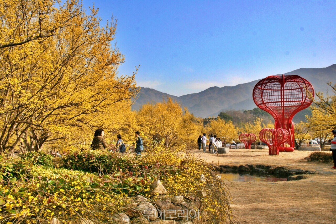 구례산수유꽃축제 /사진- 투어코리아