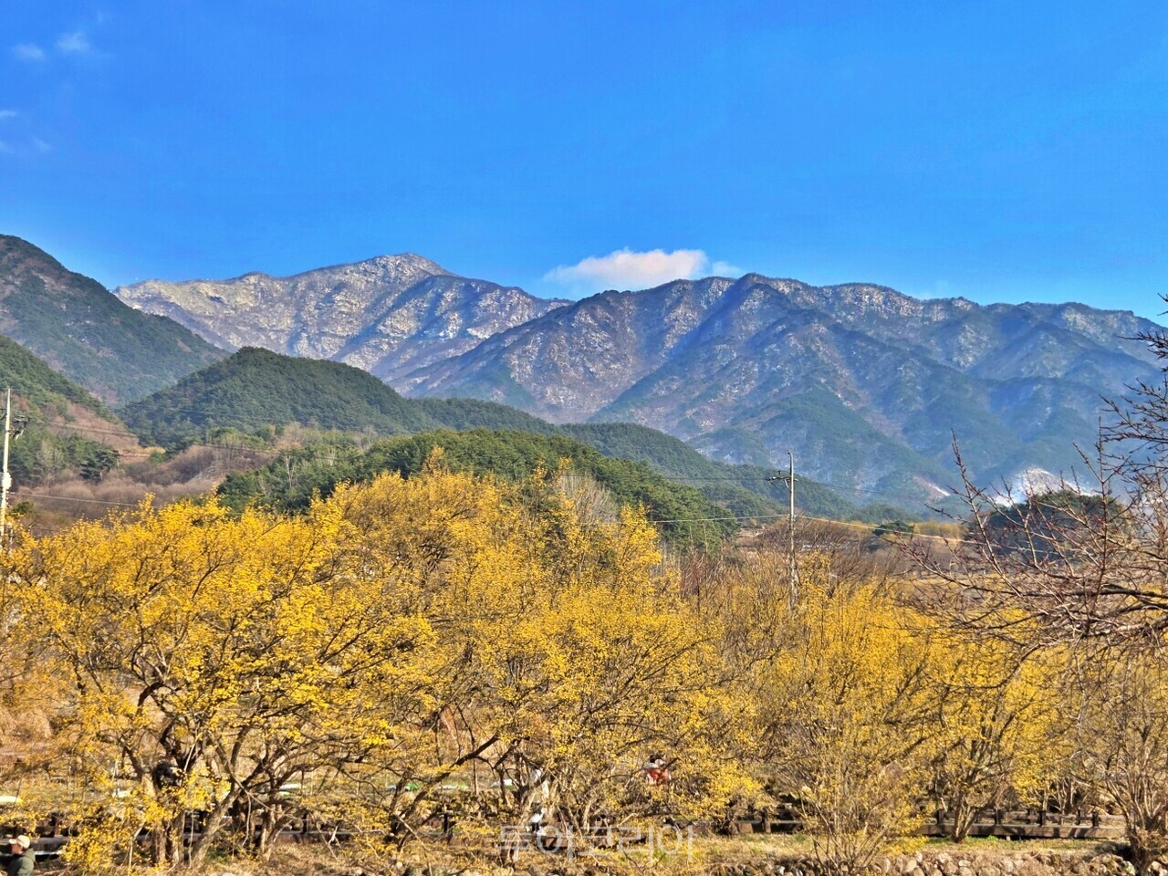 구례산수유꽃축제/사진-구례군