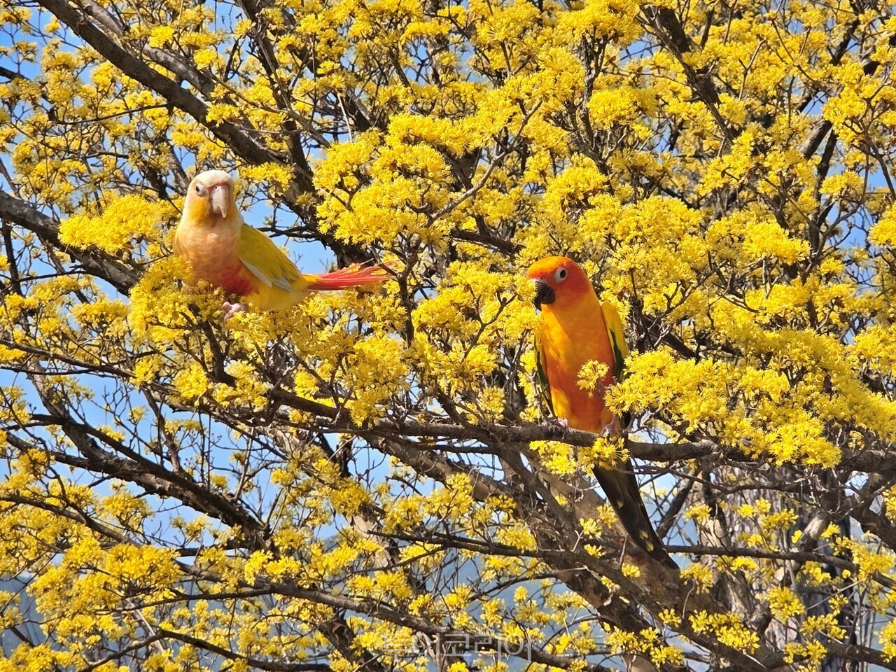 구례산수유꽃축제/사진-구례군