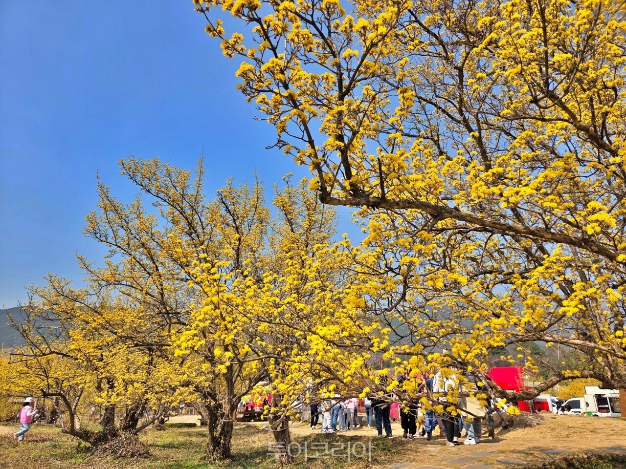 구례산수유꽃축제/사진-구례군
