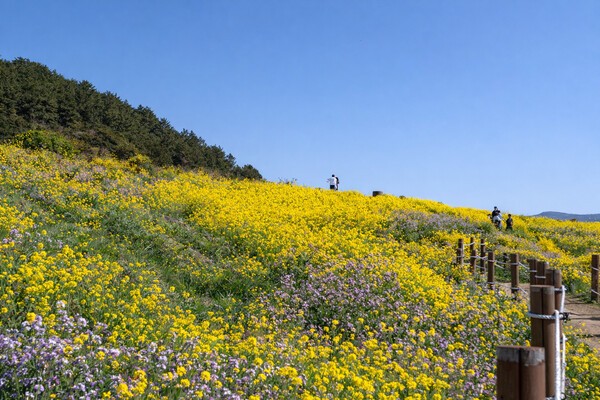 함덕 서우봉. /사진-제주관광공사