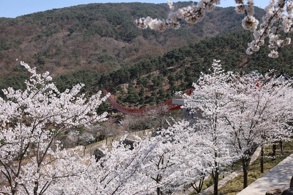 동의보감촌 무릉교 벚꽃 개화 /사진-산청군