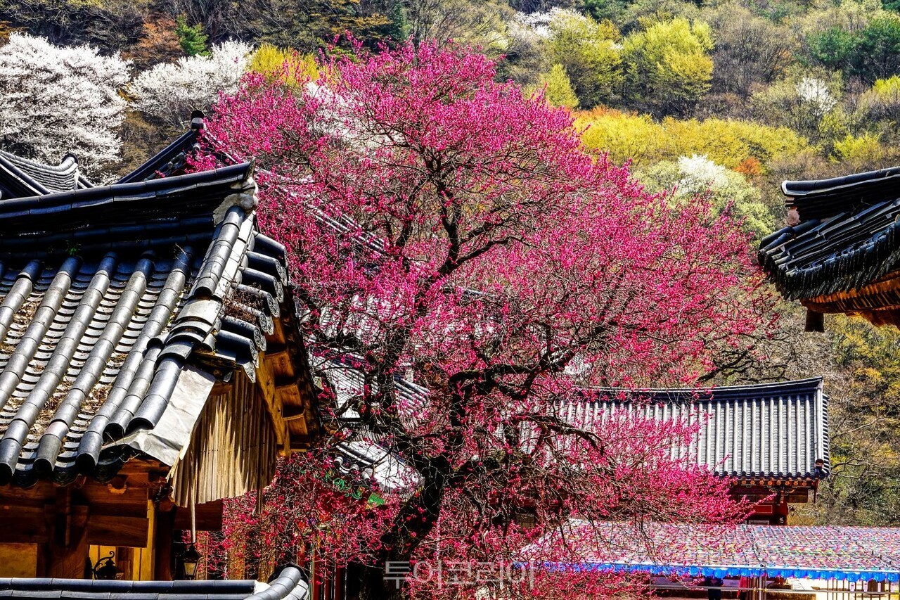 구례 회엄사 매화 /사진-승우여행사