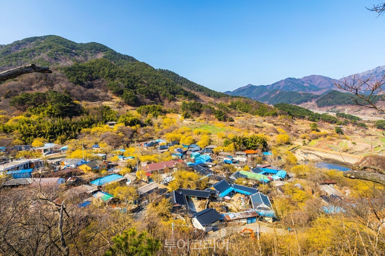 구례 산수유꽃/사진-승우려행사