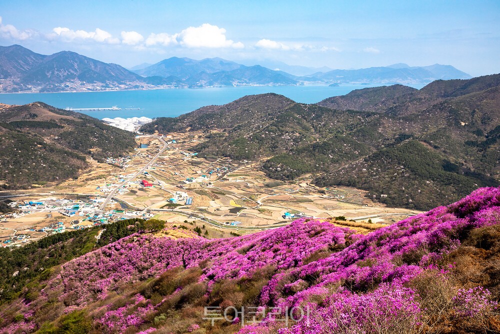 여수 영취산 진달래/사진-승우여행시