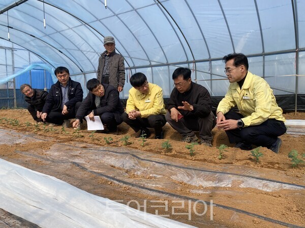 오성동 농업기술센터 소장이 최근 고창군 내 미니수박 재배 현장을 방문한 모습. /사진-고창군