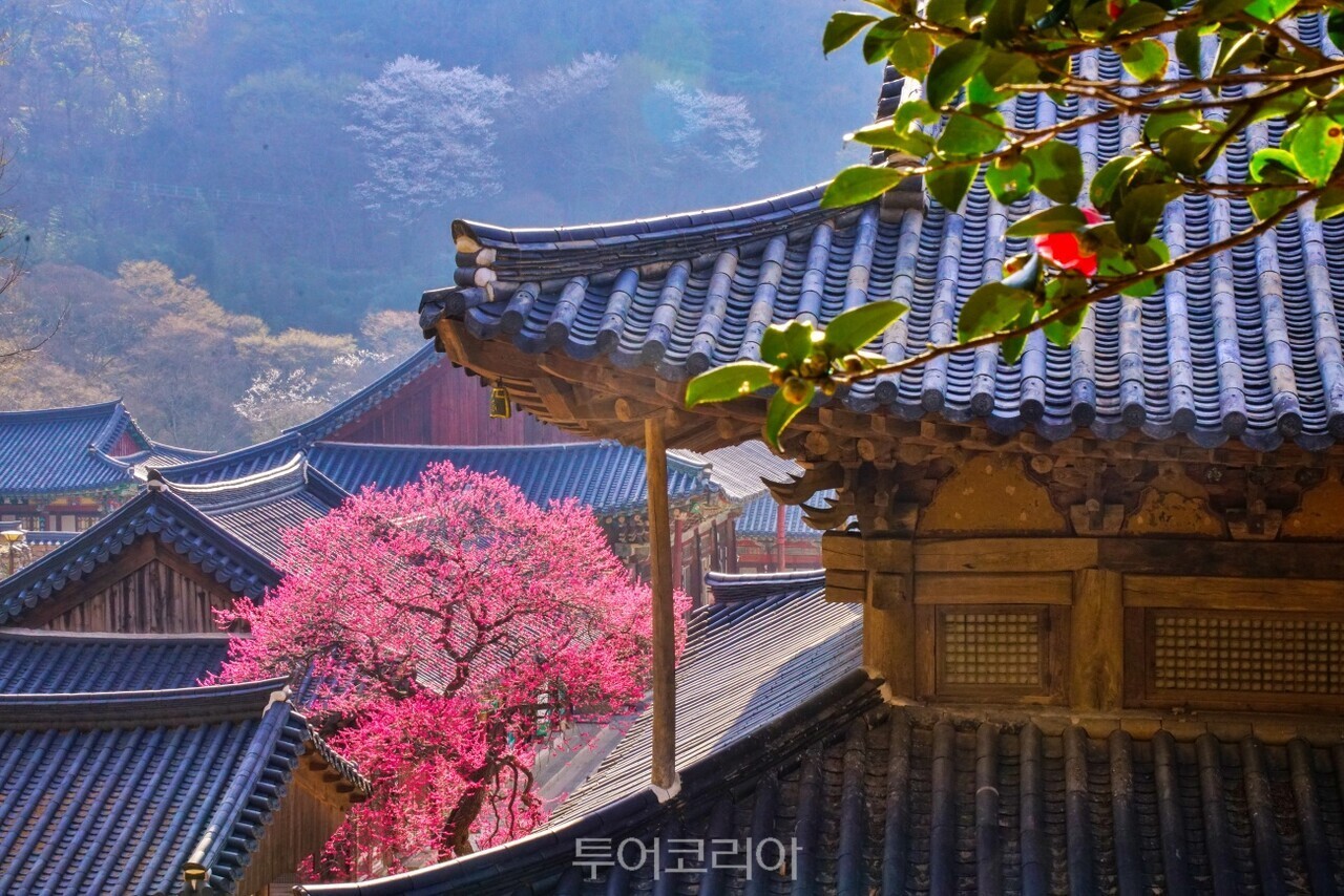 고요한 풍경 위에 번진 붉은 기척 '구례 화엄사 홍매화' ⓒ투어코리아 유지훈 기자