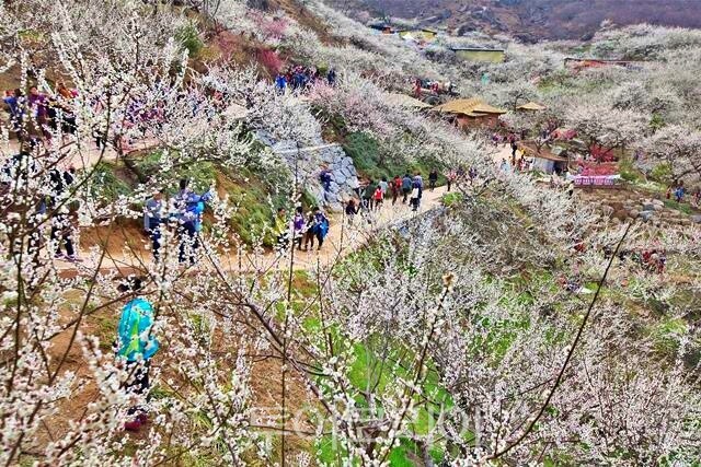 광양매화축제 / 사진-광양시