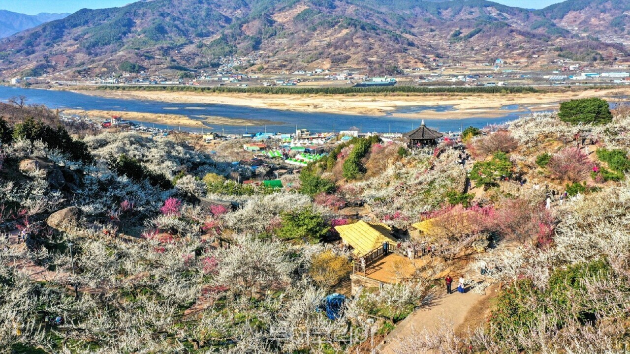 광양매화마을 봄풍경 / 사진- 광양시