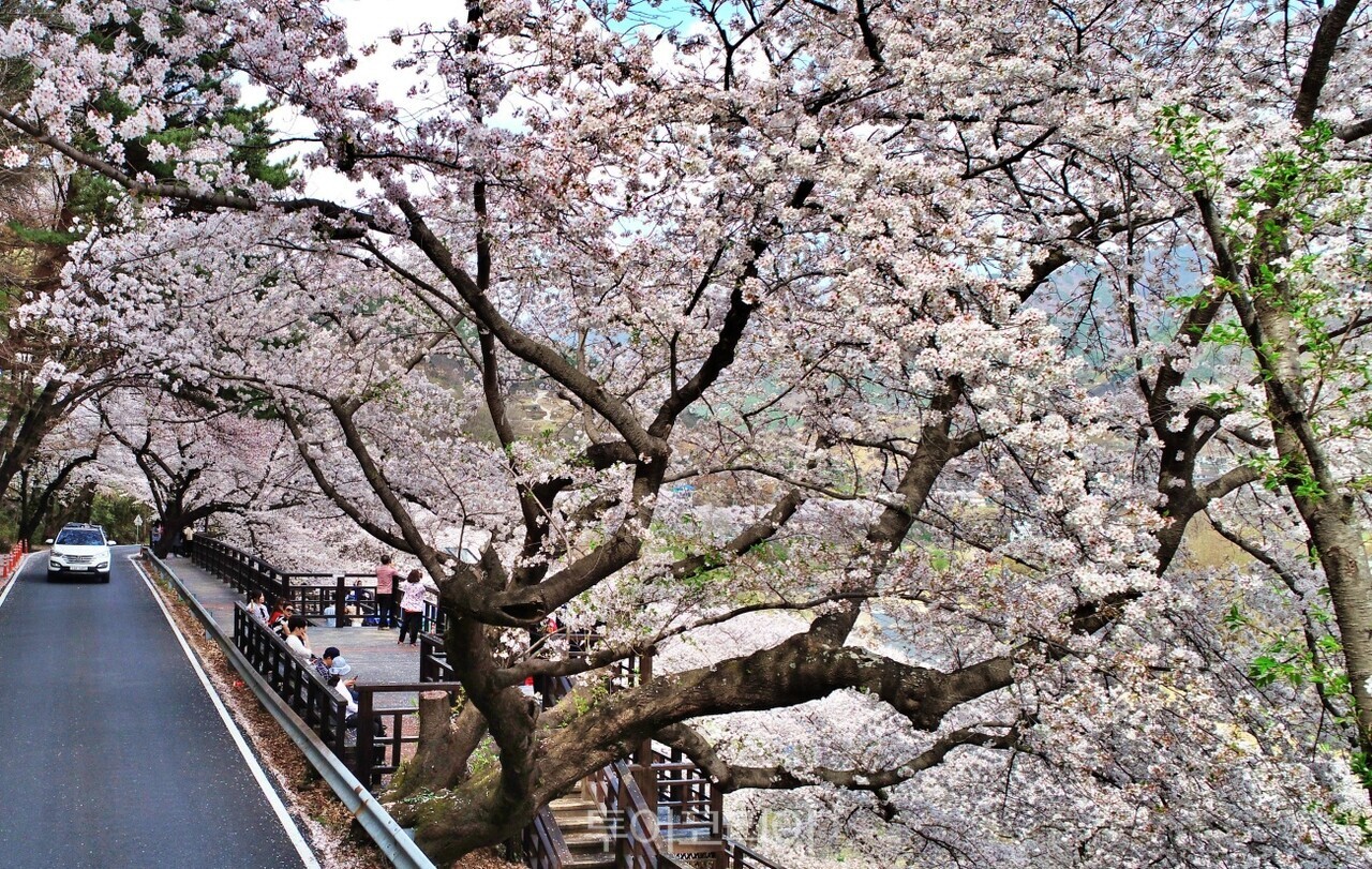 하동 십리벚꽃길 / 사진-하동군