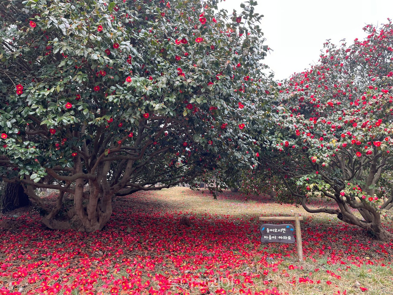 서천 마량리 동백나무 숲 / 사진-충남도