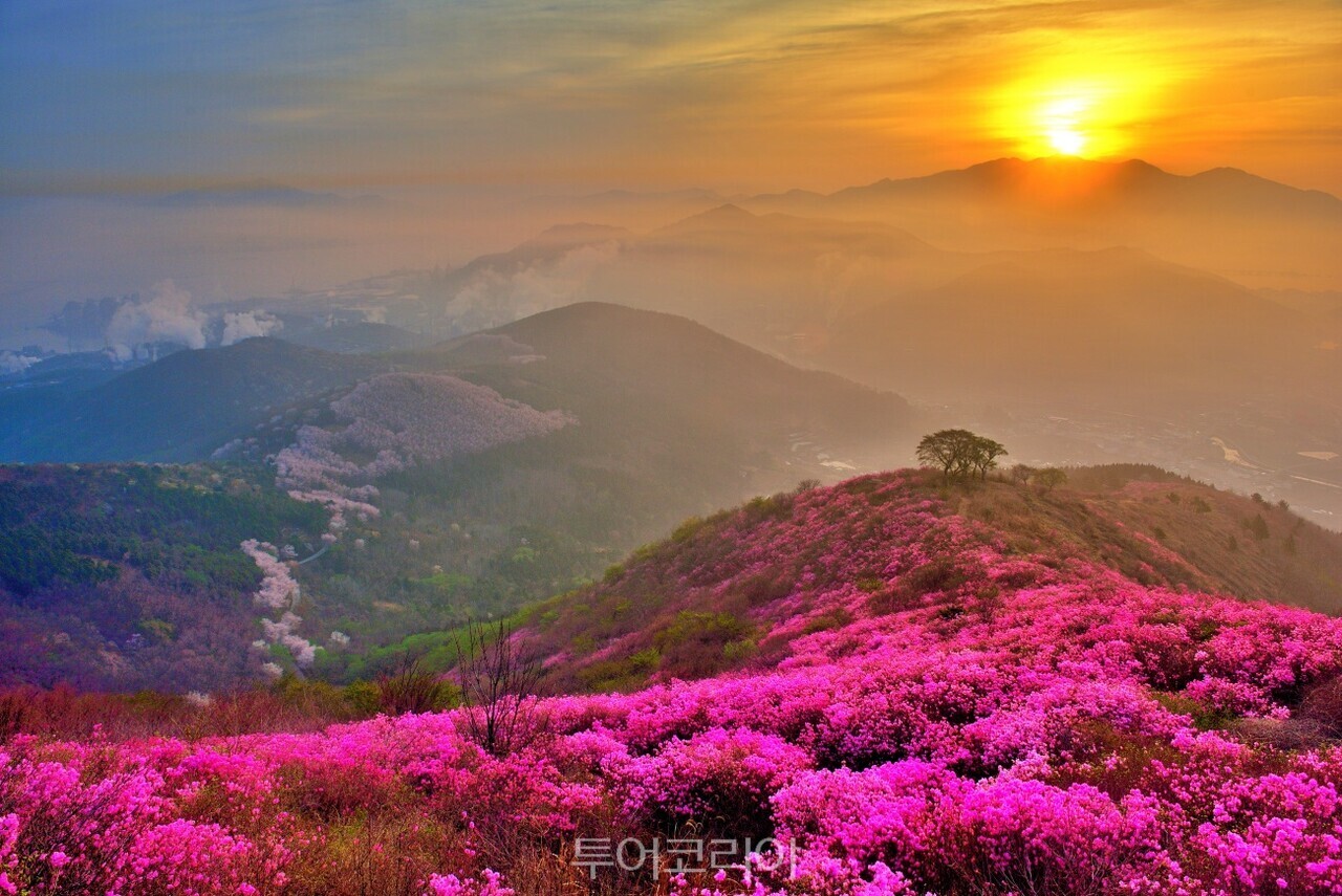 여수 영취산 진달래 /사진-여수시