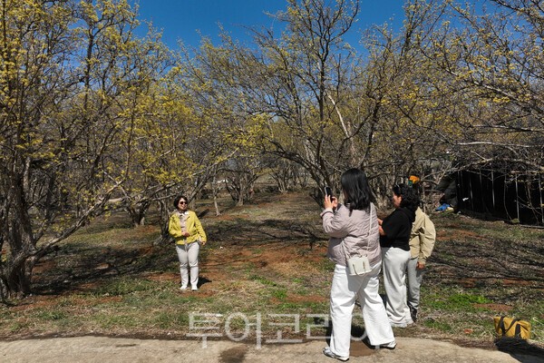 관광객들이 산수유꽃에서 즐거운 시간을 보내는 모습 / 사진_투어코리아 유지훈 기자