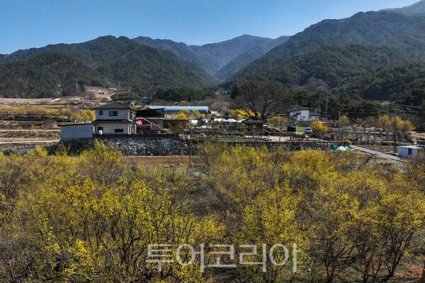 ​주천면 용궁리 산수유꽃이 피어난 모습 / 사진_투어코리아 유지훈 기자
