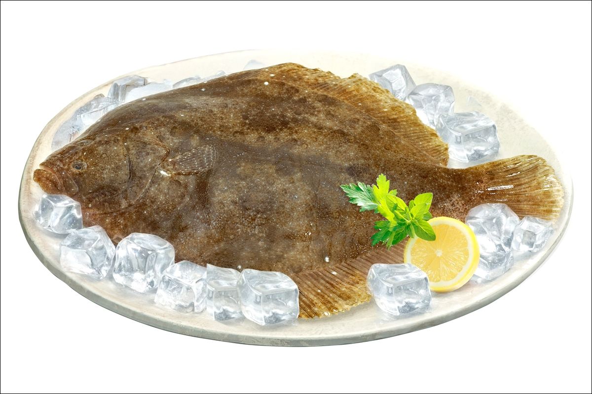 도다리 자료 사진. / 해양수산부 제공