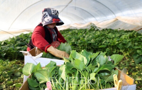 ▲지난 16일 남면 원청리에서 취나물을 수확하는 모습. /사진-태안군