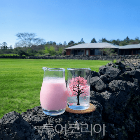 제주 포도호텔 스페셜 음료 ‘벚꽃 막걸리’