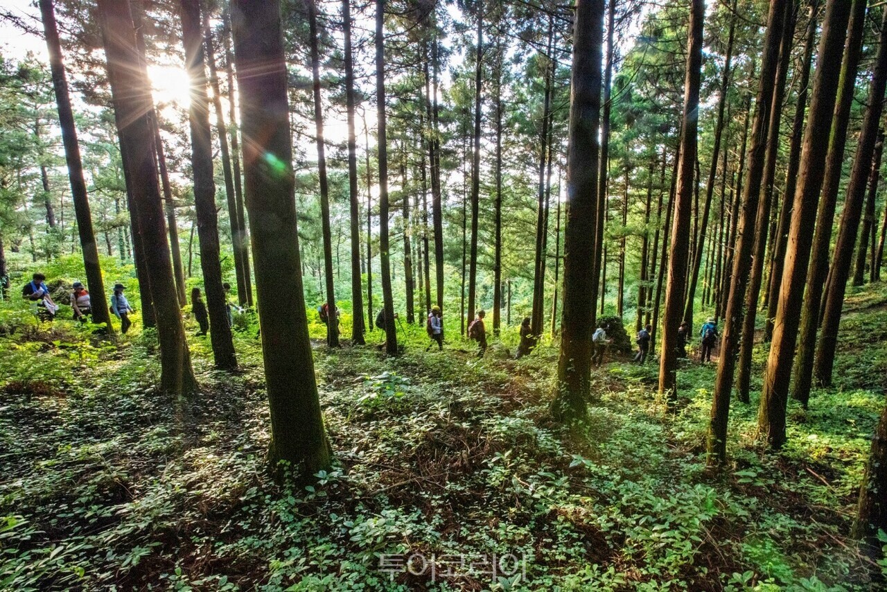 달마고도 트레킹/사진-해남군