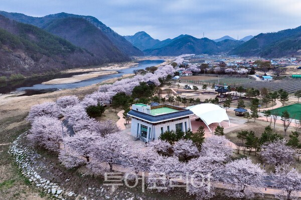무주군 대차리 서면마을 소이나루의 벚꽃풍경 / 사진_투어코리아 유지훈 기자
