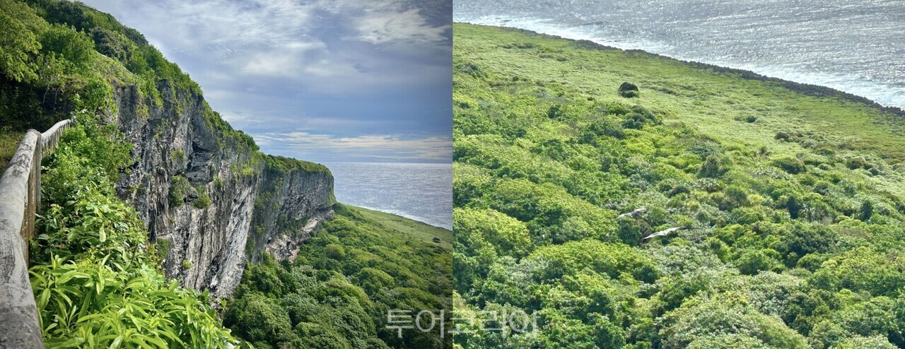 절벽과 숲, 바다가 이어지는 버드 생추어리 풍경(왼쪽) 위로 마리아나 과일박쥐 두 마리가 유유히 활공한다(오른쪽)./ 사진- 박은하 기자