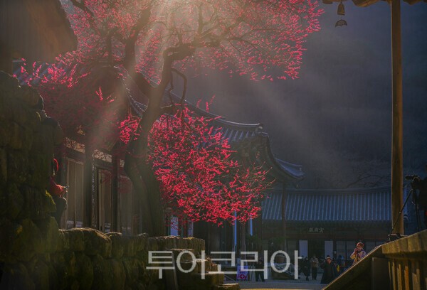 화엄사 화엄매(흑매)와 빛내림 풍경 / 사진_투어코리아 유지훈 기자