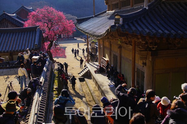 화엄사 화엄매(흑매)를 촬영하기 위해 전국에서 모여든 사진인들 / 사진_투어코리아 유지훈 기자